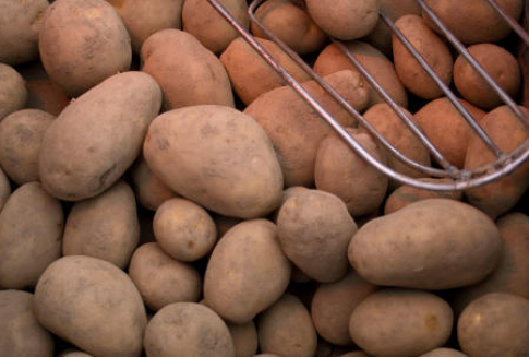 Wyjątkowo niskie zbiory ziemniaków w Wielkiej Brytanii w 2012 roku