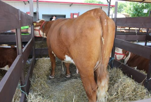 Brazylia – Wzrost eksportu wołowiny