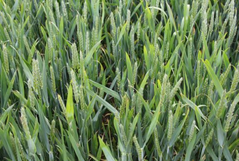 Tańsza kukurydza i droga pszenica