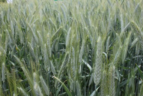 Pszenica straciła blisko 3% w Chicago na środowej sesji (3.01.2013)