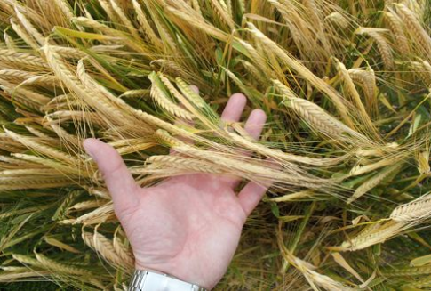 Komisja Europejska przyznała kolejne licencje na eksport i import zbóż (1.07.12-22.01.13)