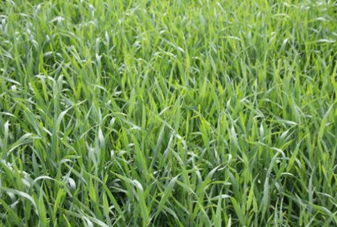 Podsumowanie tygodnia na światowym rynku zbóż (21.01.2013)