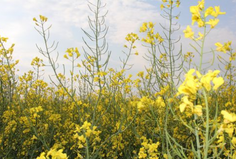 Rynek oleistych-po dwóch dniach spadków w środę możliwe wzrosty notowań-19.09.2012