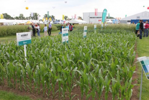 Włochy – Znaczne straty w uprawach kukurydzy