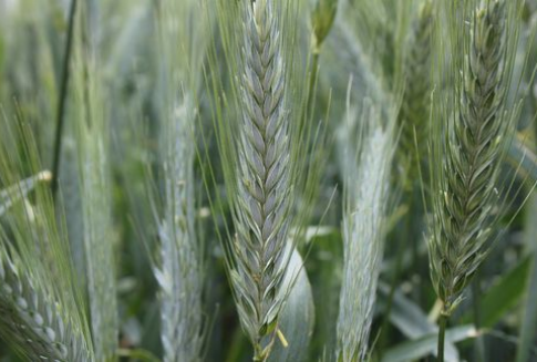 Notowania zbóż na giełdach światowych (7.12.2012)