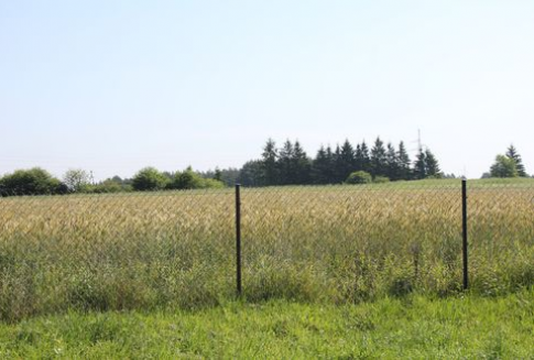 Komisja Europejska przyznała kolejne licencje na eksport i import zbóż (1 lipiec-27 listopad 2012)