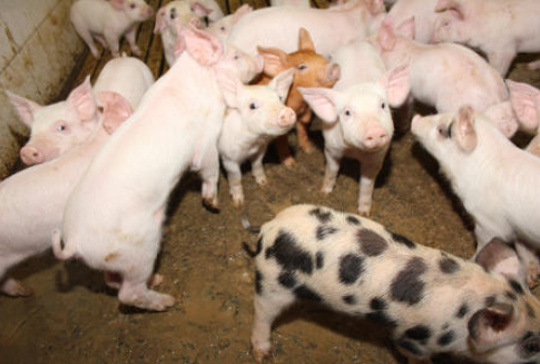Spada pogłowie trzody chlewnej w krajach Europy Środkowo-Wschodniej