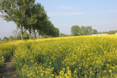 Bardzo dobre dane eksportowe wspierały wczoraj notowania soi (7.12.2012)