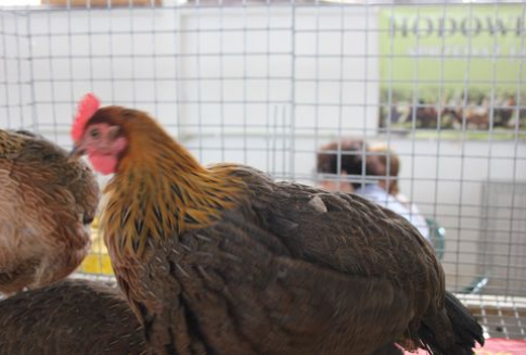 Skup żywca rzeźnego w Polsce w listopadzie 2012 roku (ujęcie ilościowe)