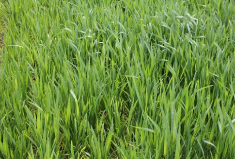 03.07.2012 Zboża - szaleństwa cenowego ciąg dalszy