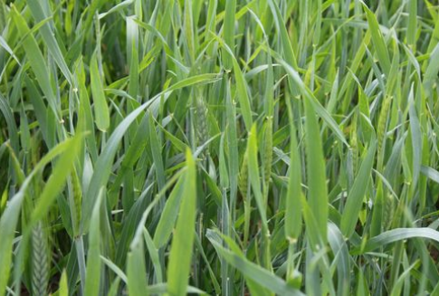 Duże przeceny kukurydzy na MATIF, paryska pszenica najdroższa od półtora roku (6.11.2012)