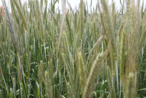 Krajowy skup zbóż (październik 2012 rok)