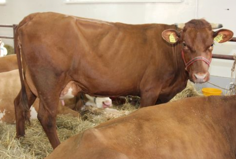 Spadek ubojów przemysłowych bydła w Polsce