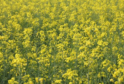 Prognoza zbiorów rzepaku na świecie w sezonie 2012/2013