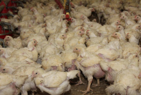 Unijny rynek brojlerów (grudzień 2012)