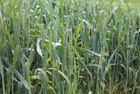 Notowania zbóż rosną na giełdach światowych – 19.10.2012