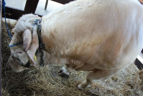 Korea Południowa – Będzie importować chilijską wołowinę