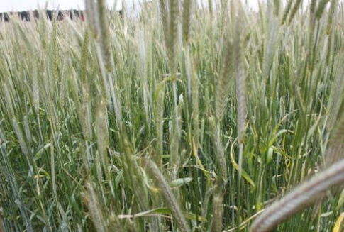 Ceny zbóż w Polsce (07-13.01.2013)