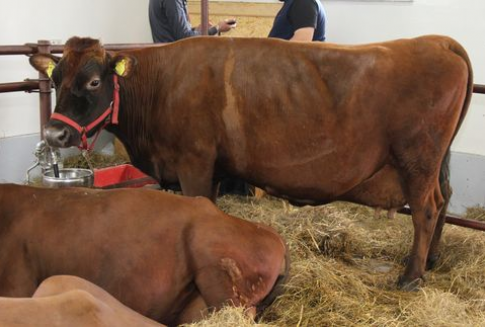 Brazylia – Wzrost produkcji i eksportu wołowiny