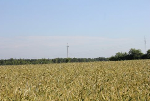Notowania zbóż na giełdach światowych-16.08.2012