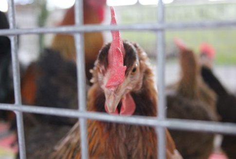 Ptasia grypa w Niemczech