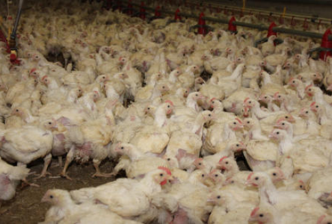Francja – Kryzys w branży drobiarskiej