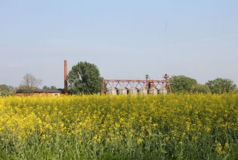 Wzrost zbiorów rzepaku na świecie