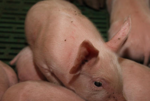 Spadek produkcji trzody chlewnej w krajach Unii Europejskiej