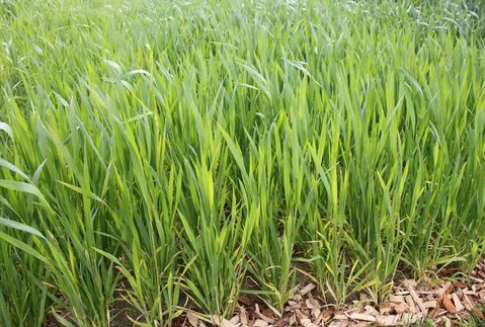 Niemcy – Wyższa prognoza zbiorów pszenicy