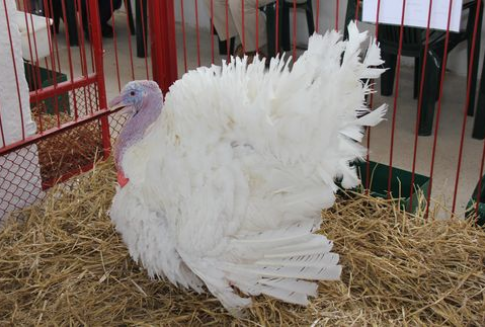 Bardzo dużo wstawień piskląt indyczych