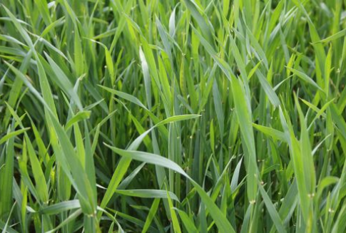 Uspokojenie na światowym rynku zbóż (30.01.2013)