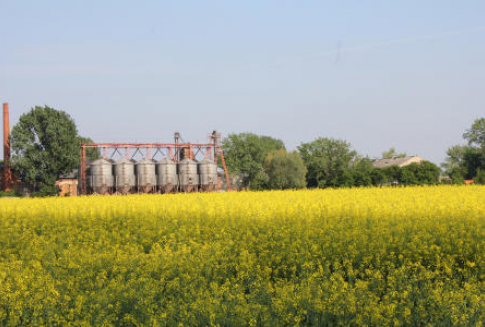 Spadek produkcji roślin oleistych w Kazachstanie