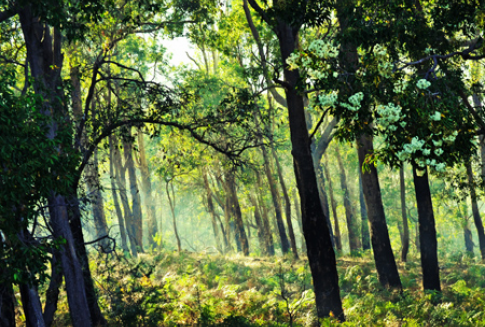 Ostrzeżenia przed pożarami lasów