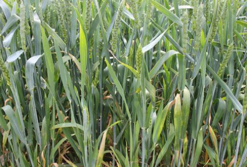 Wybory prezydenckie w USA, a ceny giełdowe zbóż (7.11.2012)