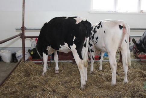 Choroba szalonych krów (BSE), dlaczego jest tak niebezpieczna?