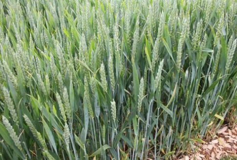 Handel pszenicą w sezonie 2012/2013