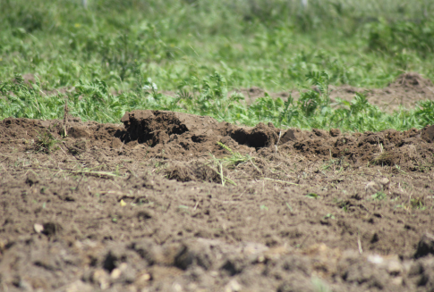 Sytuacja agrometeorologiczna w Polsce od jesieni 2011 do jesieni 2012 roku