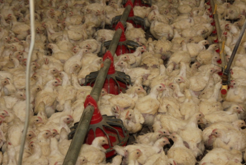 Kazachstan – produkcja i spożycie drobiu