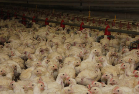 Meksyk – Wykryto trzy ogniska zakażeń ptasią grypą