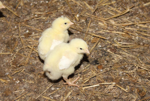 Wzrost eksportu unijnych kurcząt