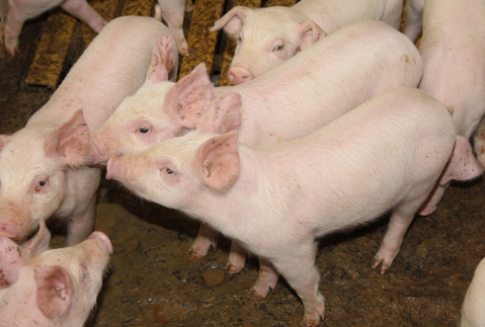 Złe prognozy dla rynku wieprzowiny w Rosji na pierwsze półrocze 2013 roku