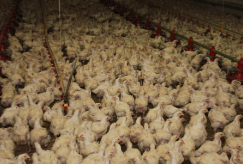 Rosja – Wzrost cen drobiu