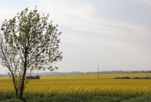 Notowania oleistych na rynkach światowych (14.12.2012)