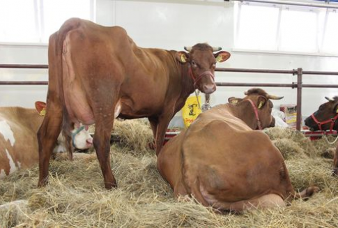 Jakość mięsa wołowego – europejska oraz polska perspektywa