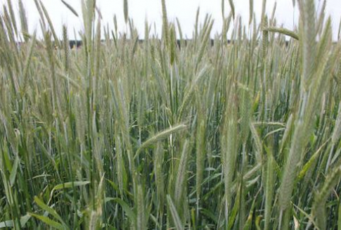 Notowania na światowym rynku zbóż (14.11.2012)