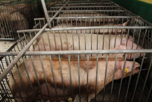 USA – Nowy szczep świńskiej grypy