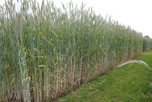 We wtorek wzrostów ciąg dalszy. Giełdowy rynek zbóż (16.01.2013)