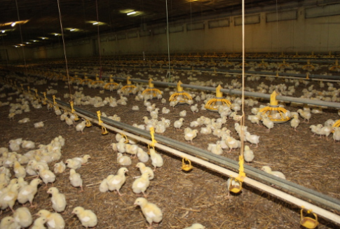 Ceny mięsa wołowego, wieprzowego i drobiowego w Polsce (14-20.01.2013)