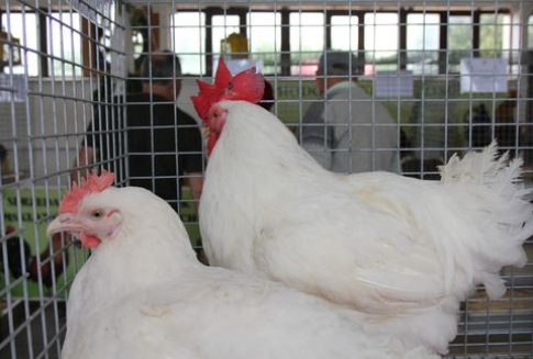 UE - Wzrost eksport drobiu