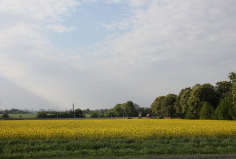 Notowania futures na rynku oleistych (30.11.2012)